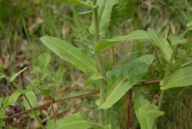 Arabis turrita